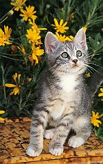 Gatti (12)